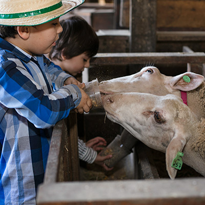 Foto da(o) Alimentação de Ovelhas