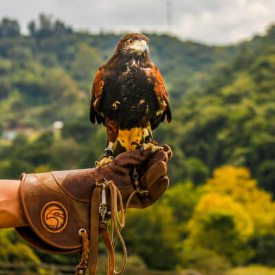 Foto da(o) Falcoaria