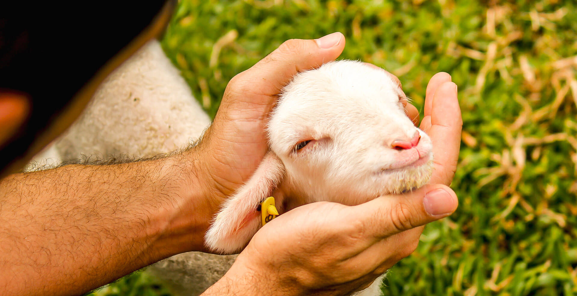 Rosto de uma ovelha bebê sendo segurado por um homem