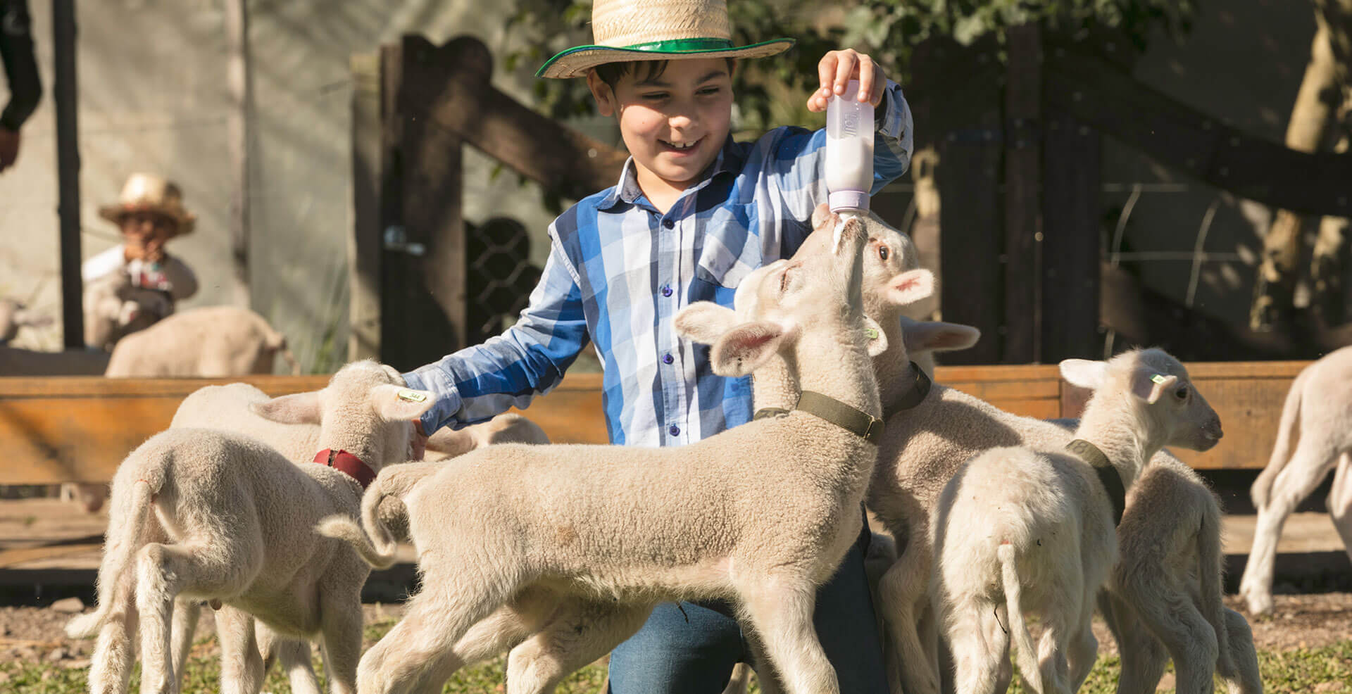 Menino amamentando ovelhas bebês